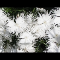Dianthus Spiculifolius (fam. Caryophyllacees) (04)